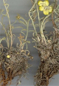 Жълт смил - Helichrysum arenarium L.-корен