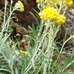 Жълт смил - Helichrysum arenarium L.-лечебно растение