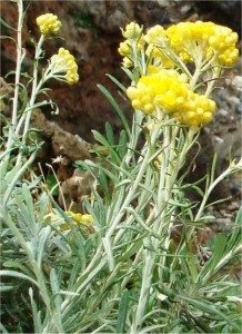 Жълт смил - Helichrysum arenarium L.-лечебно растение