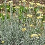 Жълт смил - Helichrysum arenarium L.-лист