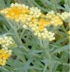 Жълт смил - Helichrysum arenarium L.-цвят