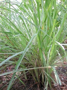 Лимонова трева - Cymbopogon citratus-в природата