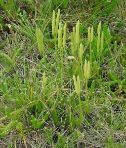 Билка - Бухалчест плаун - Lycopodium clavatum L.