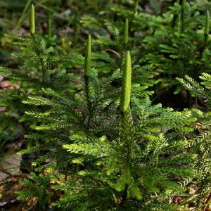 Бухалчест плаун - Lycopodium clavatum L.-билка