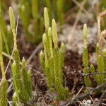 Random image: Бухалчест плаун - Lycopodium clavatum L.-клонки