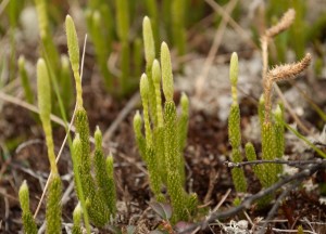 Бухалчест плаун - Lycopodium clavatum L.-клонки