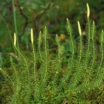 Random image: Бухалчест плаун - Lycopodium clavatum L.-спорангий