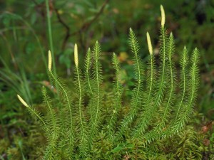 Бухалчест плаун - Lycopodium clavatum L.-спорангий