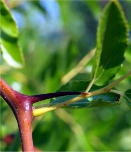 Хинап -  Zizyphus vulgaris-лист