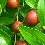 Хинап - Zizyphus vulgaris-плод