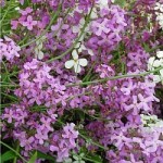 Билка-Вечерник обикновен - Hesperis matronalis L.