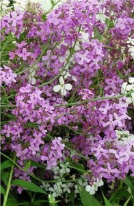 Билка-Вечерник обикновен - Hesperis matronalis L.