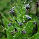 Билка - Наумка – Cynoglossum officinalis L.