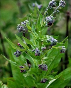 Билка - Наумка – Cynoglossum officinalis L.