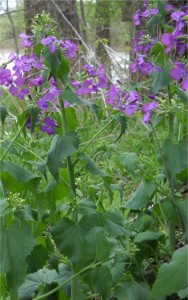 Вечерник обикновен - Hesperis matronalis L.-билка