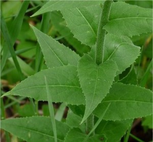 Вечерник обикновен - Hesperis matronalis L.-лист