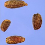Random image: Вечерник обикновен - Hesperis matronalis L.-семена