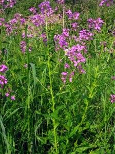 Вечерник обикновен - Hesperis matronalis L.-стебло