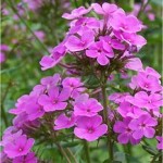 Random image: Вечерник обикновен - Hesperis matronalis L.-цвят