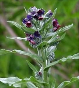 Наумка – Cynoglossum officinalis L.-листа