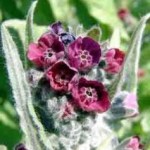 Наумка – Cynoglossum officinalis L.- цвят