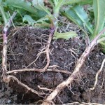 Обикновена паламида - Cirsium arvense - корен