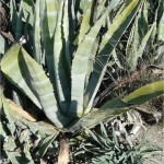 Агаве Американа - Agave Americana L.