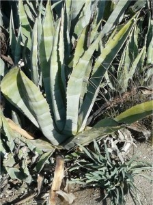 Агаве Американа -  Agave Americana L.