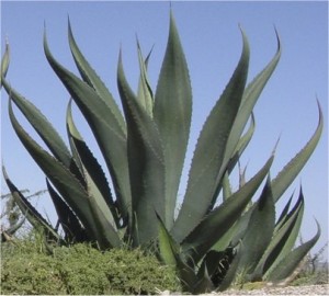 Агаве Американа -  Agave Americana L. -листа