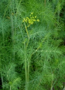 Билка - Копър -  Anethum graveolens