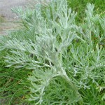 Random image: Билка - Морски пелин - Artemisia maritima