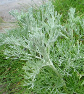 Билка - Морски пелин - Artemisia maritima