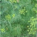 Копър - Anethum graveolens - билка