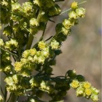 Морски пелин - Artemisia maritima - билка
