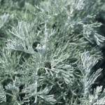 Морски пелин - Artemisia maritima - лист
