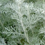 Морски пелин - Artemisia maritima - стебло