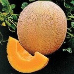 Random image: Пъпеш -  Cucumis melo-плод