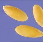 Random image: Пъпеш -  Cucumis melo-семена
