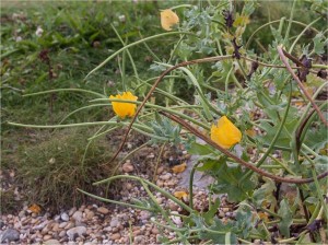 Жълт рогатец - Glaucium flavum L.-плод