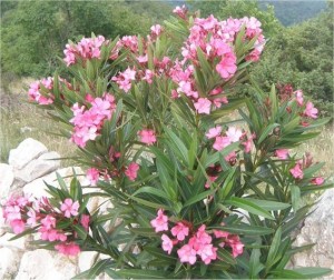 Билка-Олеандър - Nerium oleander L.