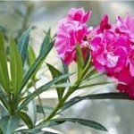 Олеандър - Nerium oleander L.-билка