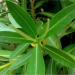 Олеандър - Nerium oleander L.-лист