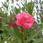 Олеандър - Nerium oleander L.-цвят