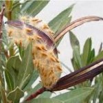 Олеандър - Nerium oleander-плод