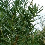 Random image: Олеандър - Nerium oleander-стебло