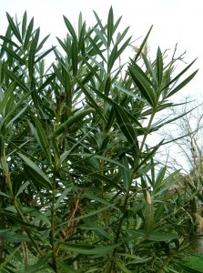 Олеандър - Nerium oleander-стебло