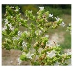 Бял риган – Origanum Heracleoticum L.-плод