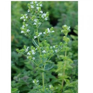 Бял риган – Origanum Heracleoticum L.-стебло