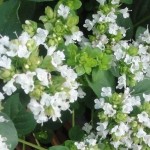 Бял риган – Origanum Heracleoticum L.- цвят