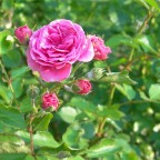 Казанлъшка маслодайна роза - Rosa damascena-стебло